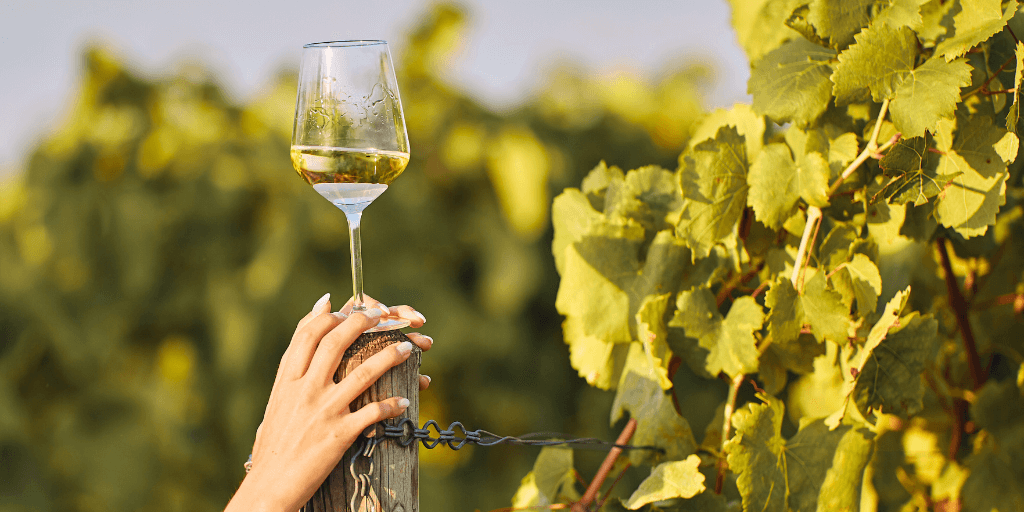 wine experiences in the algarve adegas no algarve